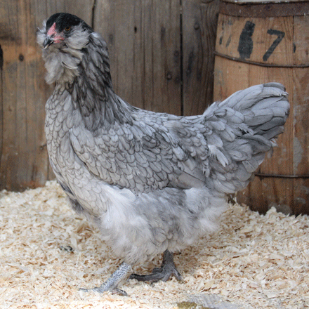 Poule Ameraucana bleu pour des oeufs verts