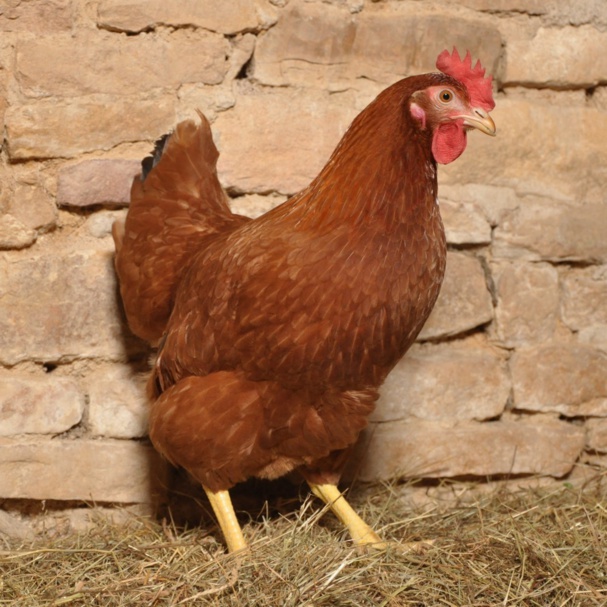poule rousse fermière poule rousse fermière