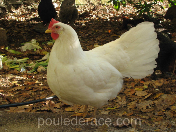 ma poule Leghorn