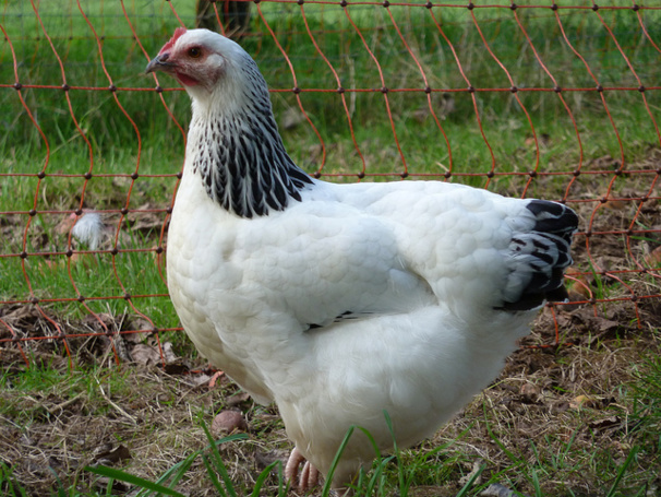 La poule Sussex La poule Sussex