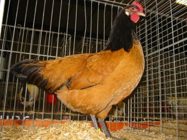 la jolie poule Vorwerk