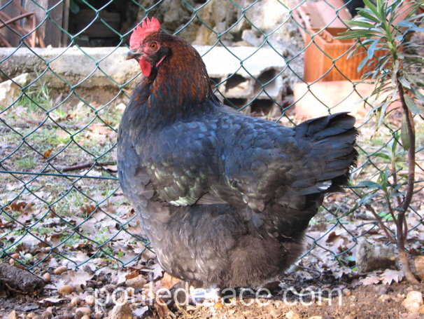 ma Marans NCC ma Marans NCC