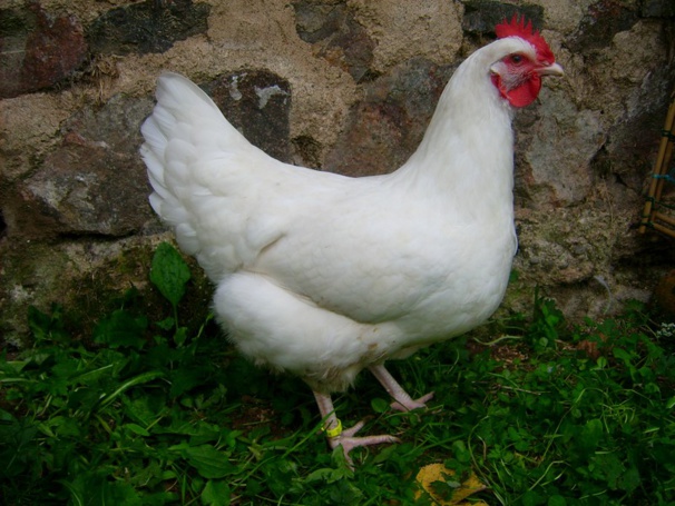 la poule Gatinaise la poule Gatinaise