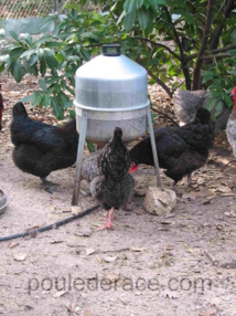 elles doivent toujours avoir de l'eau elles doivent toujours avoir de l'eau