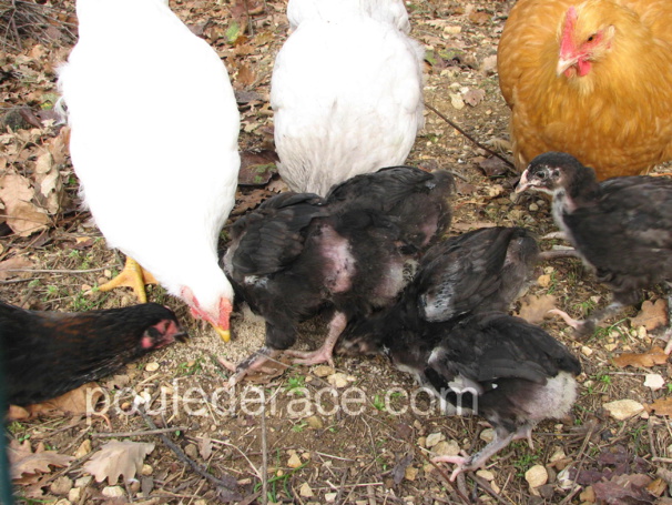 Mes poussins Marans NCC en plein repas Mes poussins Marans NCC en plein repas