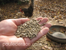 Voici l'aliment que je donne à mes poules fait uniquement avec des produits naturels