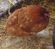 Une poule prostrée donc malade Une poule prostrée donc malade