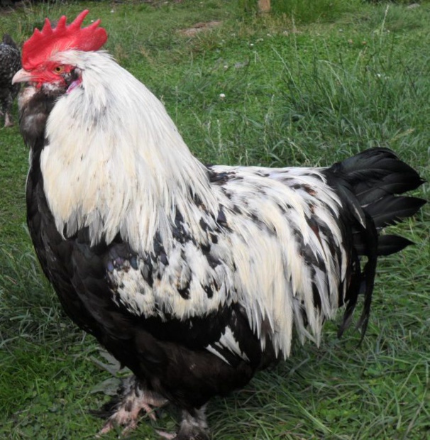 coq Faverolles Français coq Faverolles Français