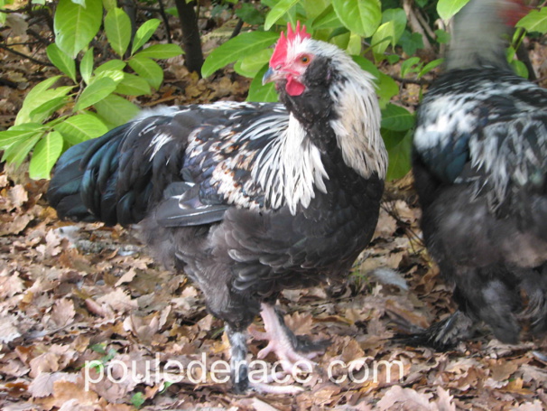 Mon jeune coq Faverolles souche allemande Mon jeune coq Faverolles souche allemande