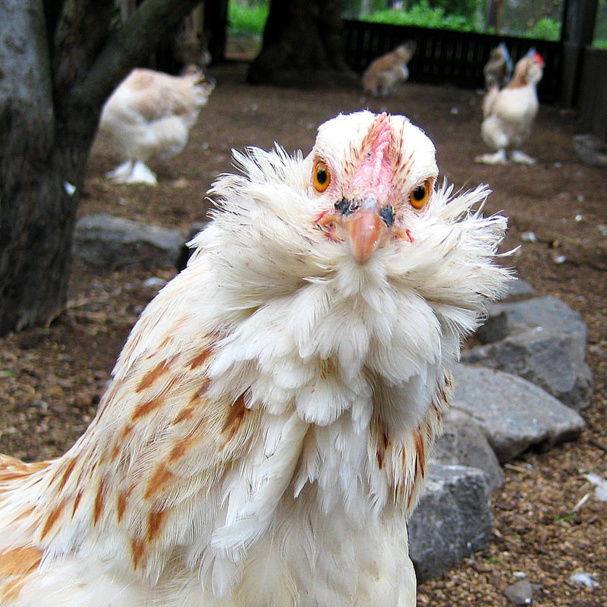 La poule à tête de hibou La poule à tête de hibou
