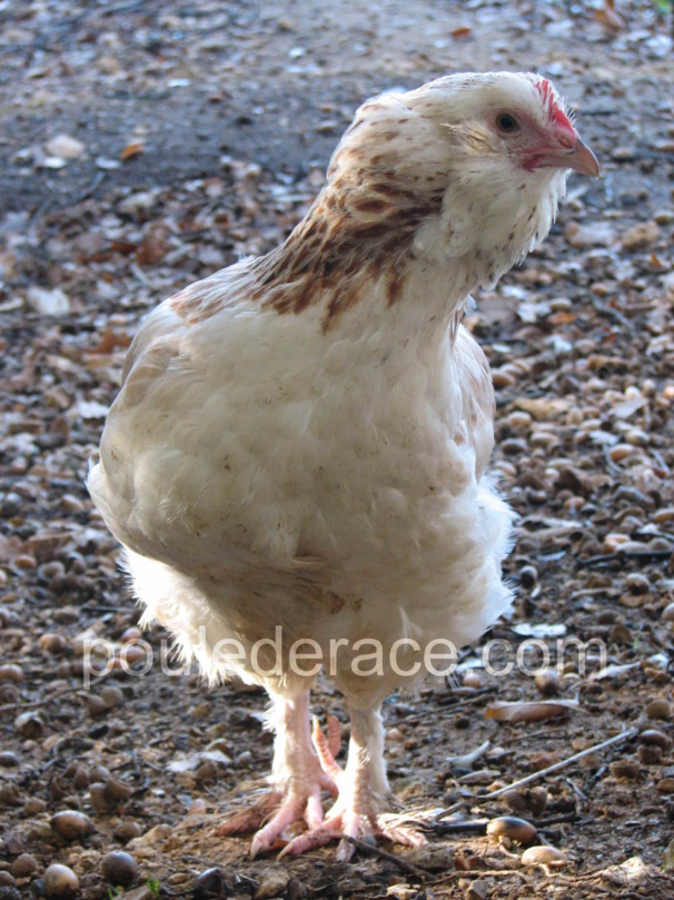 ma jeune poulette Faverolles ma jeune poulette Faverolles