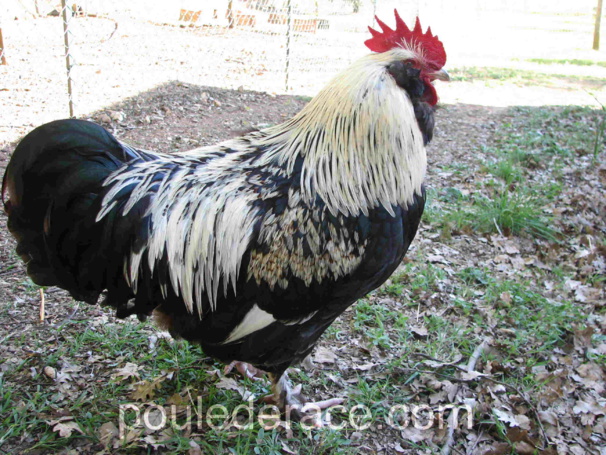 coq Faverolles adulte coq Faverolles adulte