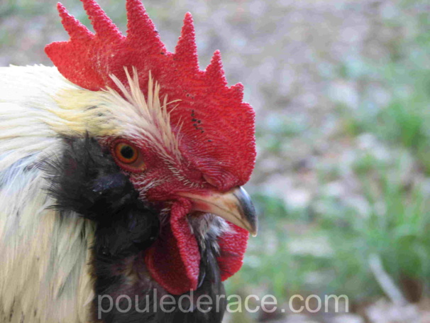 Coq adulte Coq adulte