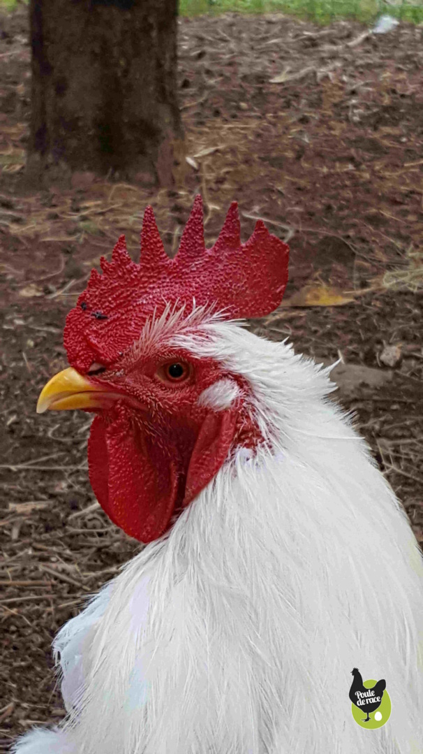 Orpington blanc Orpington blanc