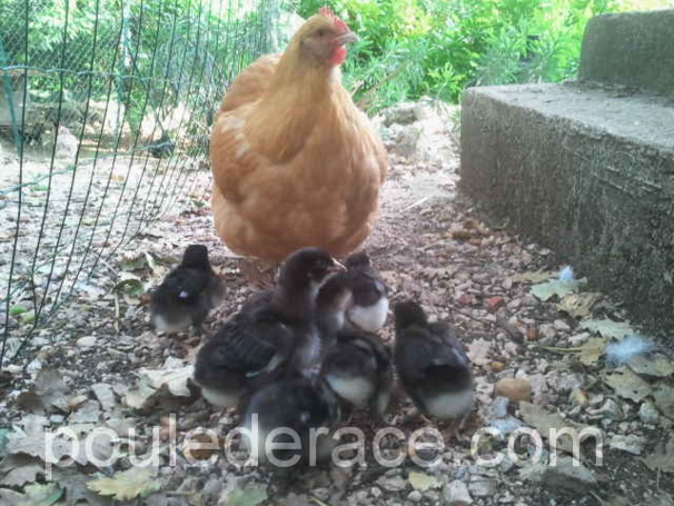 mon Orpington avec ses poussins