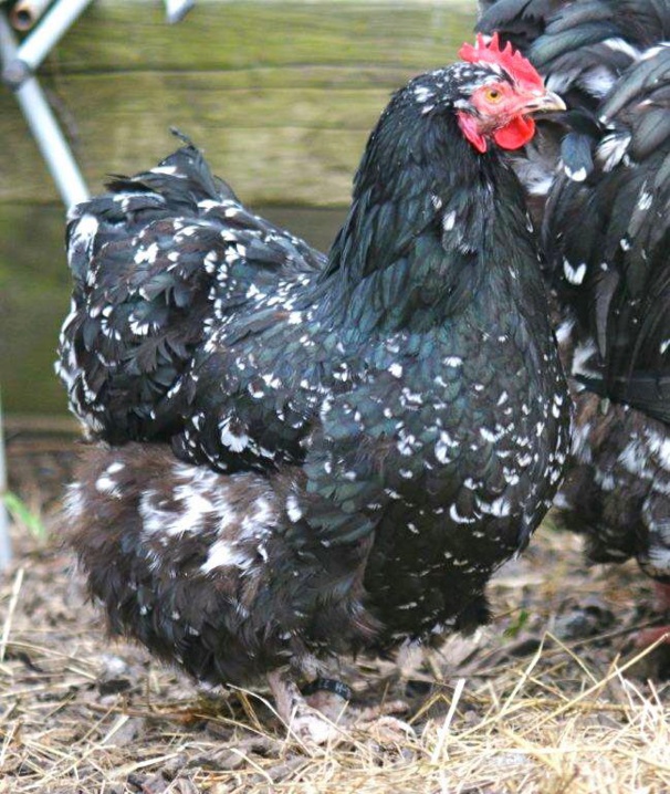 poule noire cailloutée blanc