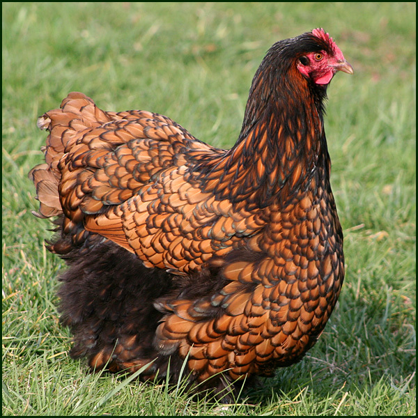 poule fauve à liseré noir