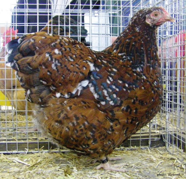 poule tricolore poule tricolore