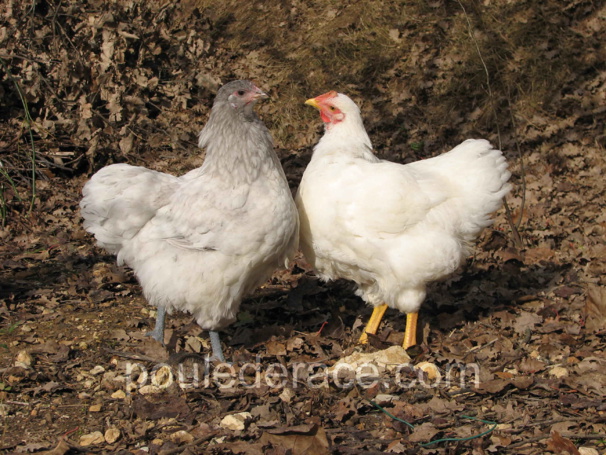 mes jeunes Orpington: à gauche une poule à droite un coq