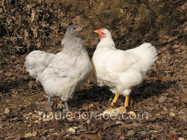 mes jeunes Orpington: à gauche une poule à droite un coq mes jeunes Orpington: à gauche une poule à droite un coq