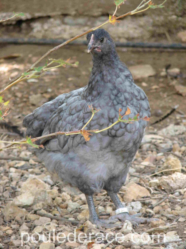 jeune poule Orpington bleue