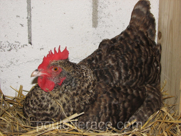ma Marans coucou ma Marans coucou