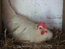 ma Leghorn aux oeufs blancs