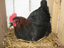 ma Marans NCC qui fait de beaux oeufs chocolat ma Marans NCC qui fait de beaux oeufs chocolat