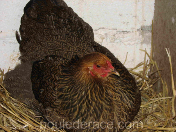 ma Brahma Doré qui fait son premier oeuf en plein hiver ma Brahma Doré qui fait son premier oeuf en plein hiver