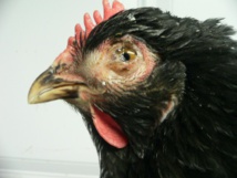 Poule atteinte du Coryza Poule atteinte du Coryza