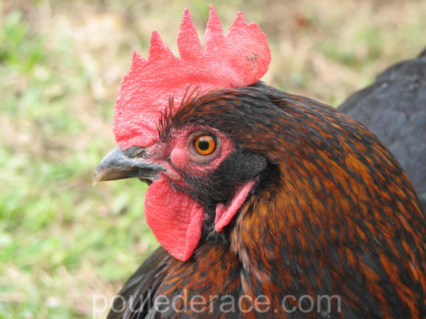 poule Marans "noir à camail cuivré"