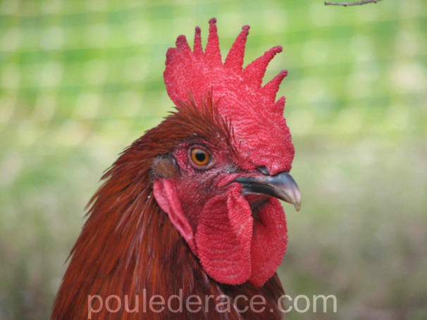 coq Marans "noir à camail cuivré"