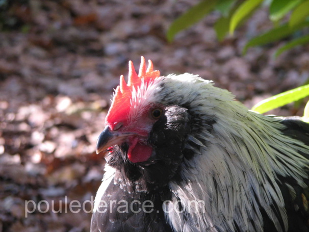 jeune coq Faverolles