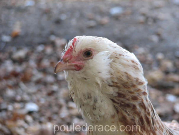 poule Faverolles poule Faverolles