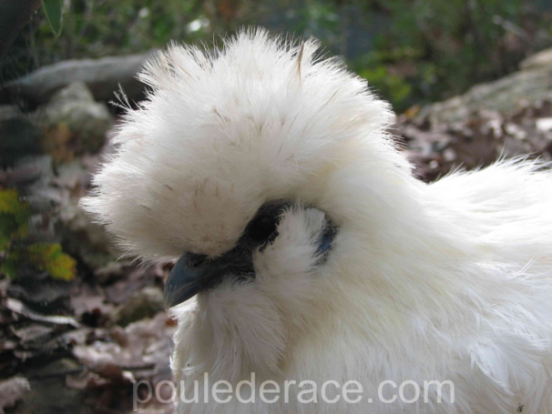 poule soie blanche tête sêche