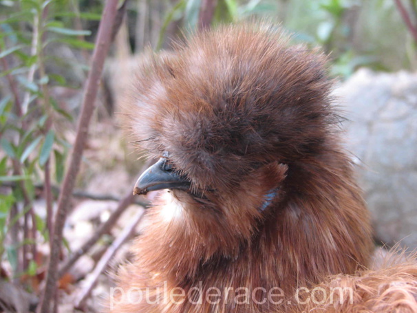 poule soie fauve poule soie fauve