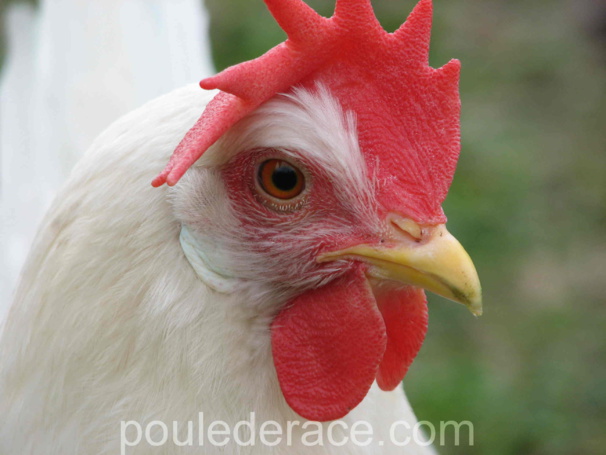 poule Leghorn blanche