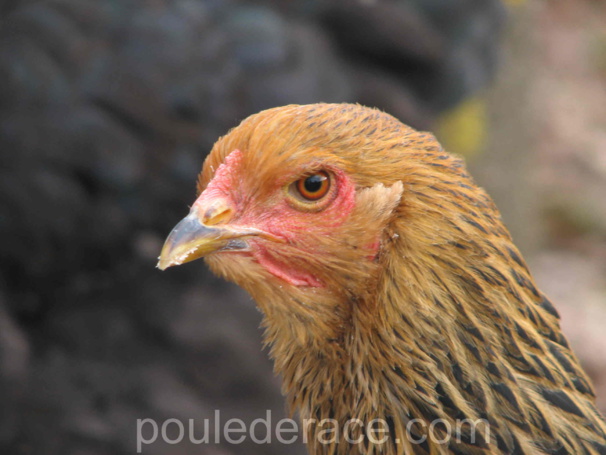 poule Brahma perdrix