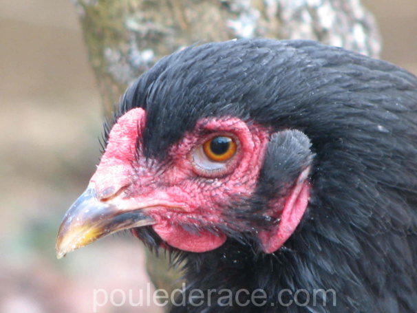 poule Brahma noire