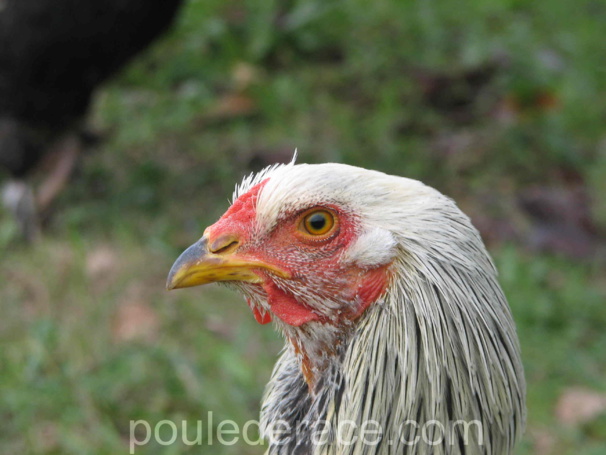 jeune coq Brahma argenté