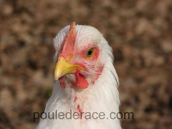 jeune coq Orpington blanc jeune coq Orpington blanc