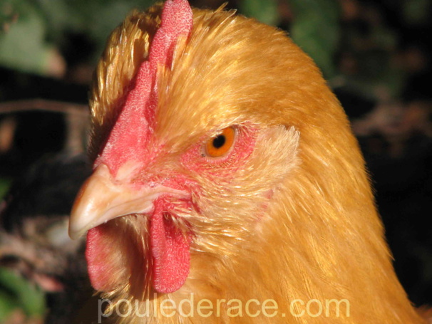 poule Orpington fauve poule Orpington fauve