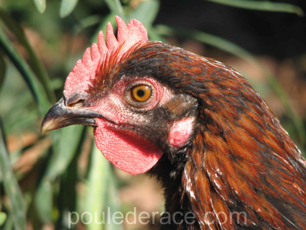 jeune coq Marans "noir à camail cuivré" de 4 mois