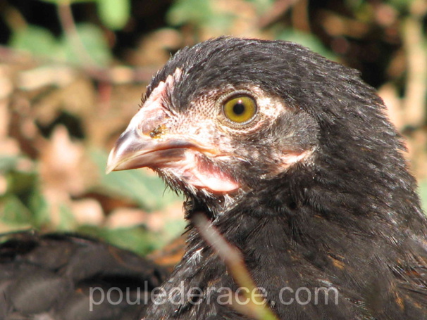 jeune poule Marans "noir à camail cuivré" de 3 mois