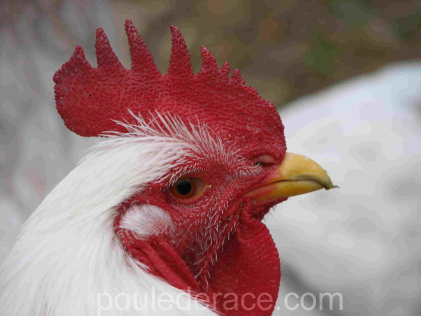 Mon coq Orpington blanc Mon coq Orpington blanc