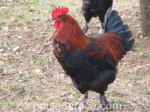 Cop Marans noir à camail cuivré Cop Marans noir à camail cuivré