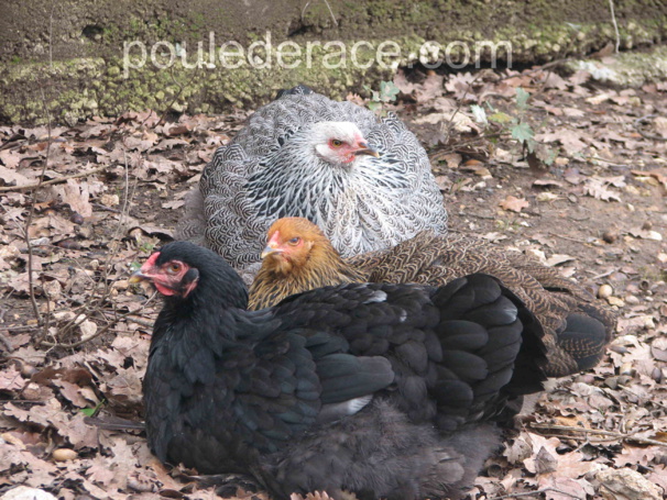 La poule Brahma La poule Brahma