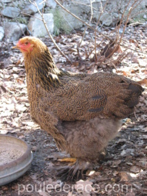 poule Brahma "perdrix doré maillé"