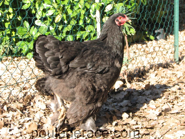 poule Brahma noire