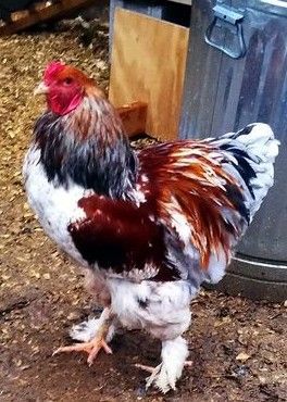 La poule Brahma